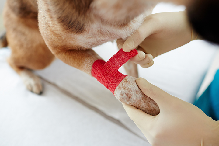 Retailer Knowledge of Pet Wellness, First Aid Will Earn Them