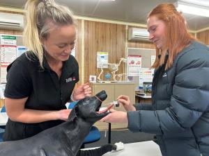 Hi-tech dog mannequin 'Sheila' helping TAFE NSW students hone real-world skills