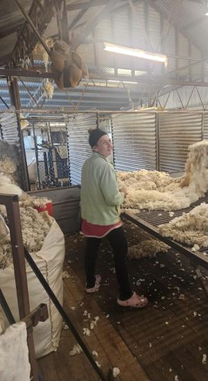 TAFE NSW Hay tackling skills shortage as spring shearing season clicks into action