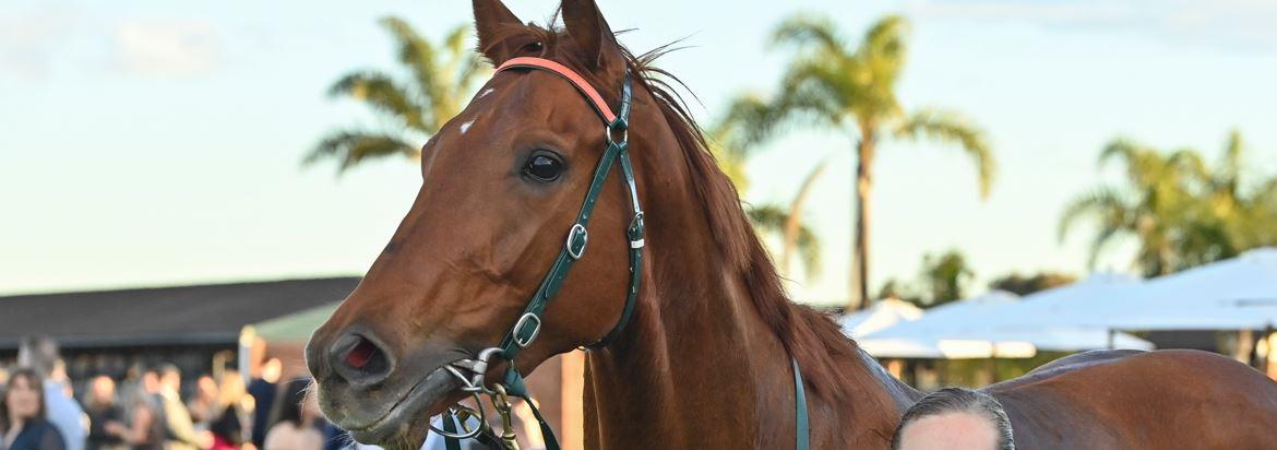 TAFE NSW helping train horse racing next gen as part of unique program